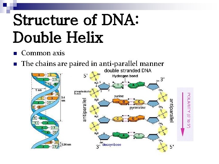 Structure of DNA: Double Helix n n Common axis The chains are paired in