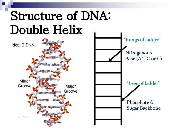 Structure of DNA: Double Helix “Rungs of ladder” Nitrogenous Base (A, T, G or