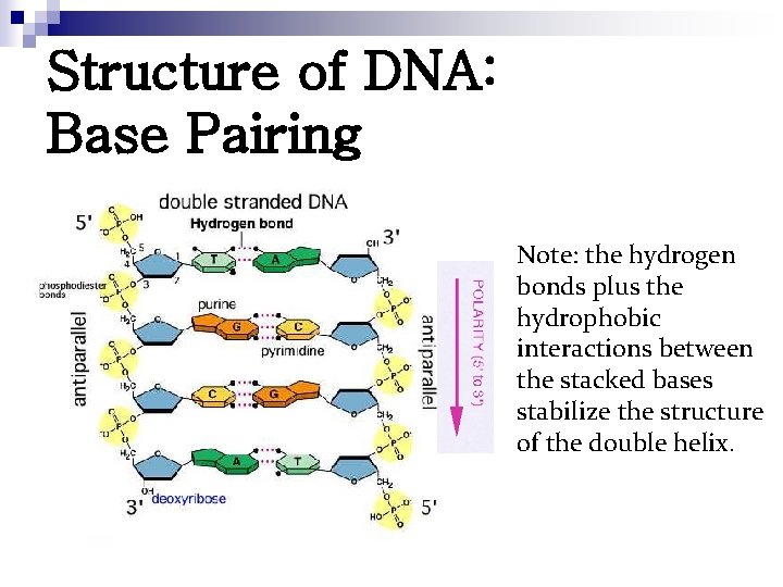 Structure of DNA: Base Pairing Note: the hydrogen bonds plus the hydrophobic interactions between