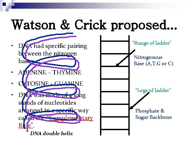 Watson & Crick proposed. . . • DNA had specific pairing between the nitrogen