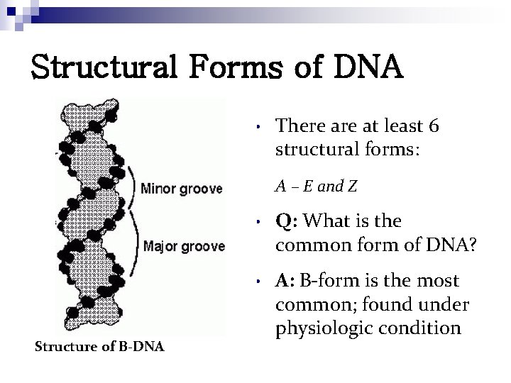 Structural Forms of DNA • There at least 6 structural forms: A – E