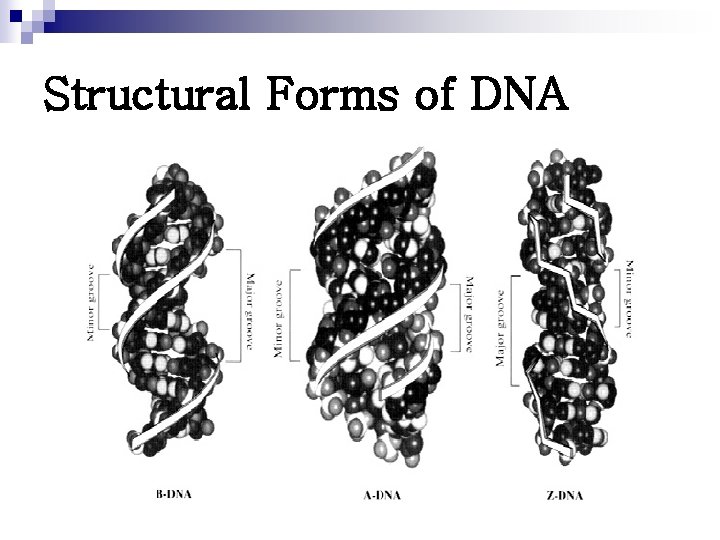 Structural Forms of DNA 
