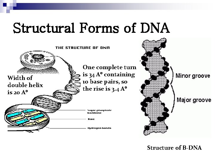 Structural Forms of DNA Width of double helix is 20 A One complete turn