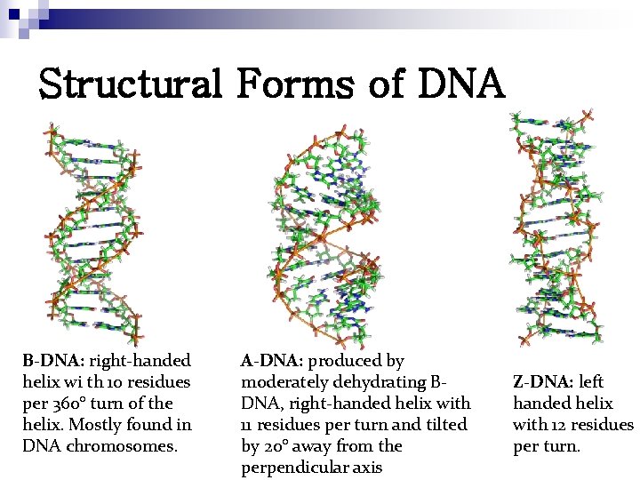 Structural Forms of DNA B-DNA: right-handed helix wi th 10 residues per 360° turn