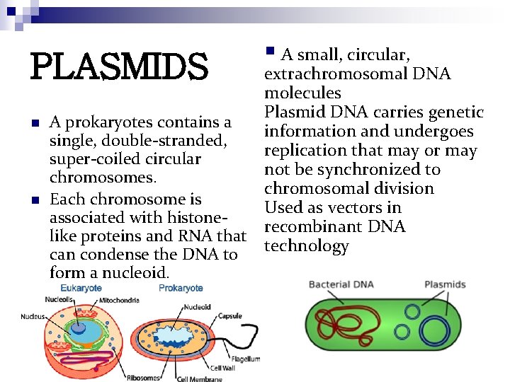 PLASMIDS n n § A small, circular, extrachromosomal DNA molecules Plasmid DNA carries genetic