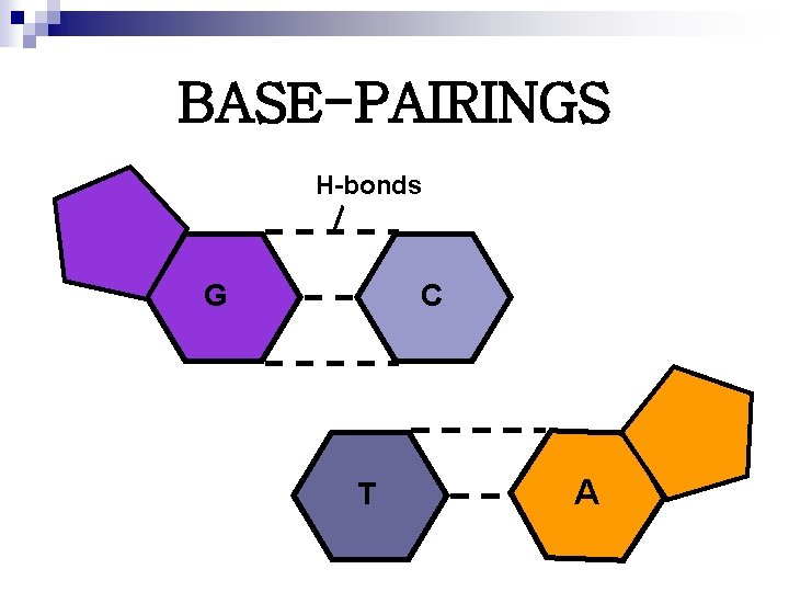BASE-PAIRINGS H-bonds G C T A 