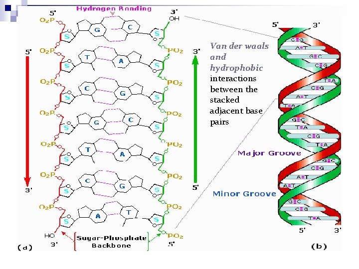 Van der waals and hydrophobic interactions between the stacked adjacent base pairs 