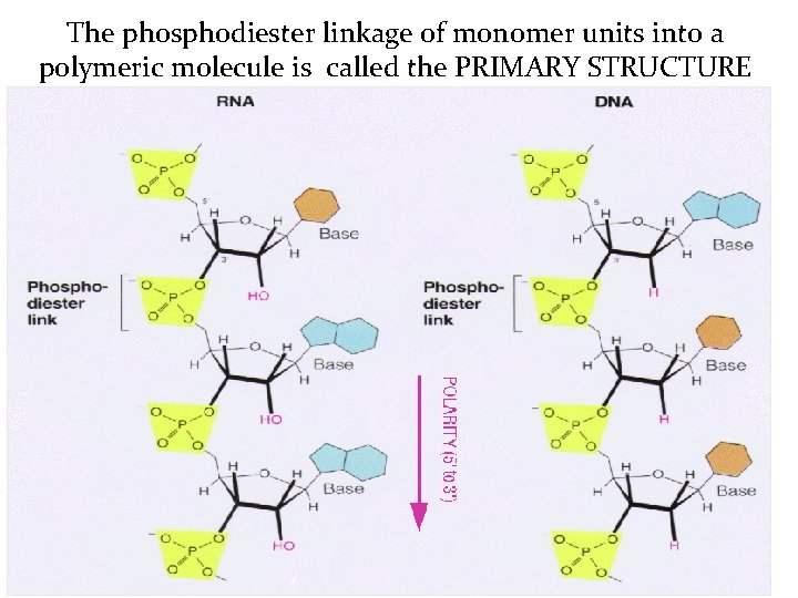 The phosphodiester linkage of monomer units into a polymeric molecule is called the PRIMARY