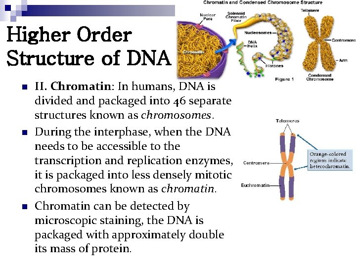 Higher Order Structure of DNA n n n II. Chromatin: In humans, DNA is