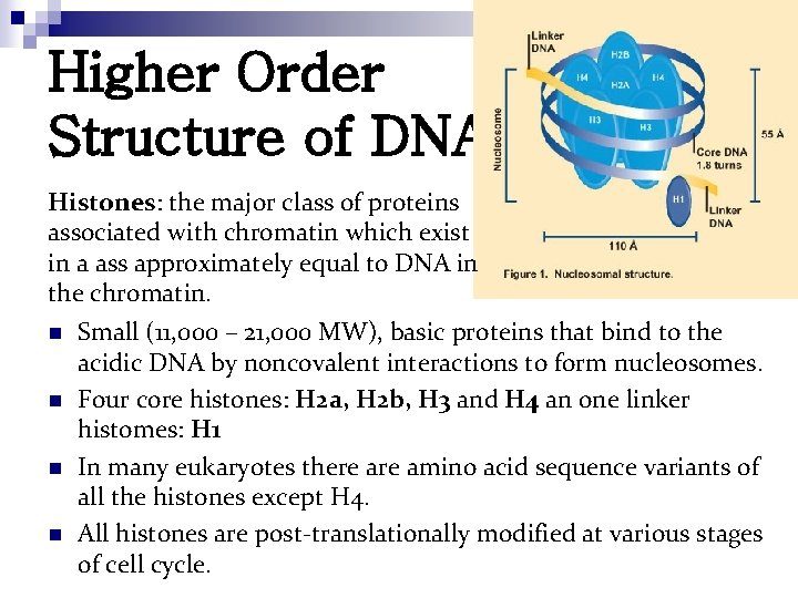 Higher Order Structure of DNA Histones: the major class of proteins associated with chromatin