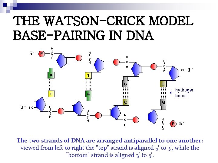 THE WATSON-CRICK MODEL BASE-PAIRING IN DNA The two strands of DNA are arranged antiparallel