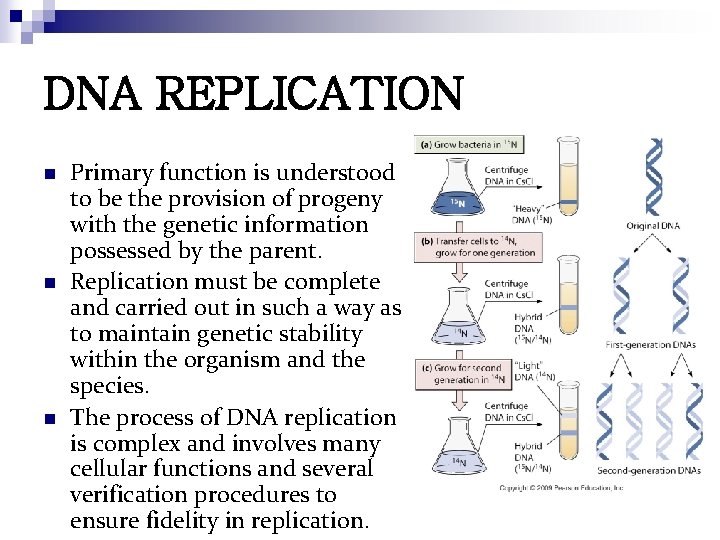 DNA REPLICATION n n n Primary function is understood to be the provision of