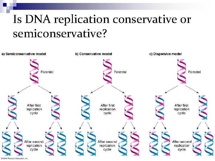 Is DNA replication conservative or semiconservative? 