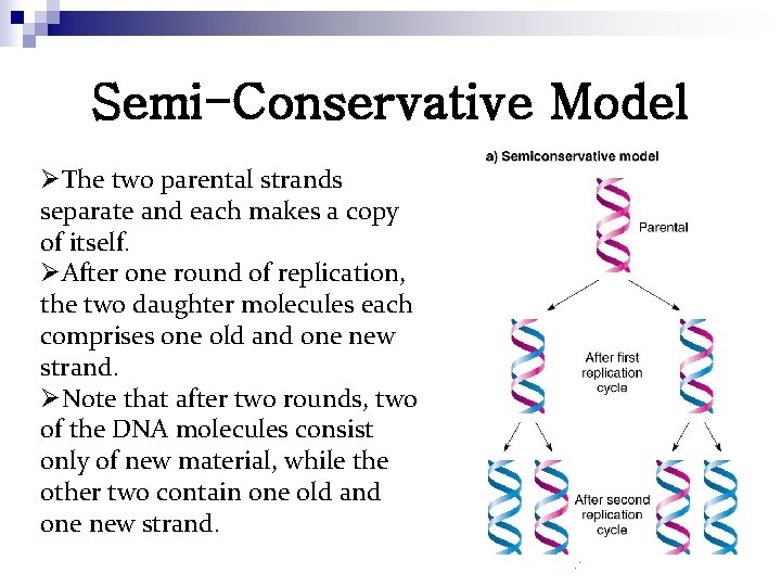 Semi-Conservative Model ØThe two parental strands separate and each makes a copy of itself.