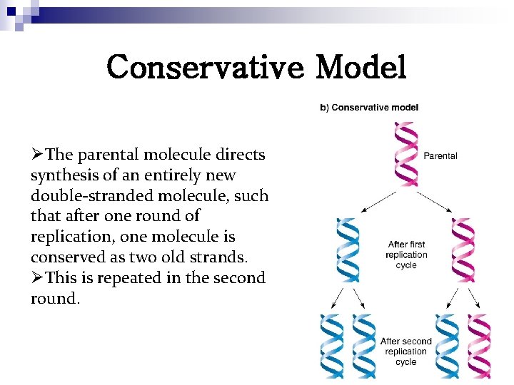 Conservative Model ØThe parental molecule directs synthesis of an entirely new double-stranded molecule, such