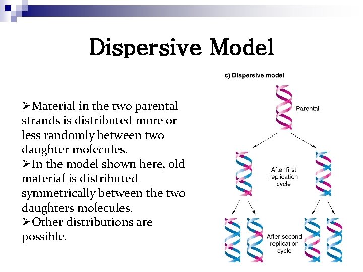 Dispersive Model ØMaterial in the two parental strands is distributed more or less randomly