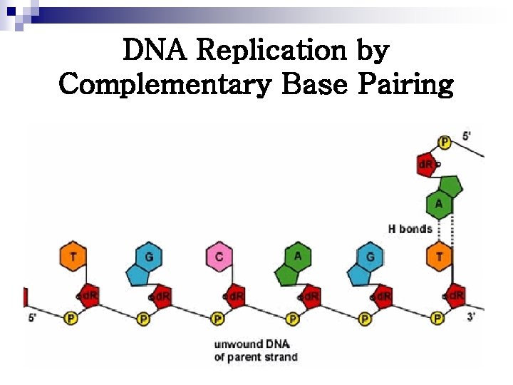 DNA Replication by Complementary Base Pairing 