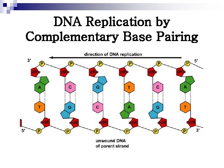 DNA Replication by Complementary Base Pairing 