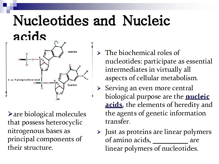 Nucleotides and Nucleic acids Ø Ø Øare biological molecules that possess heterocyclic nitrogenous bases