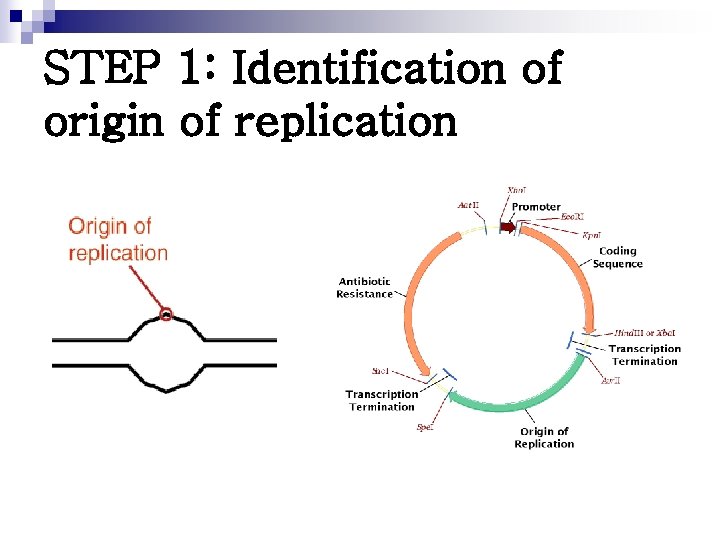 STEP 1: Identification of origin of replication 