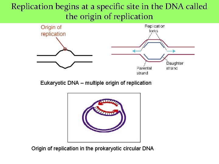 Replication begins at a specific site in the DNA called the origin of replication