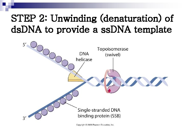 STEP 2: Unwinding (denaturation) of ds. DNA to provide a ss. DNA template 