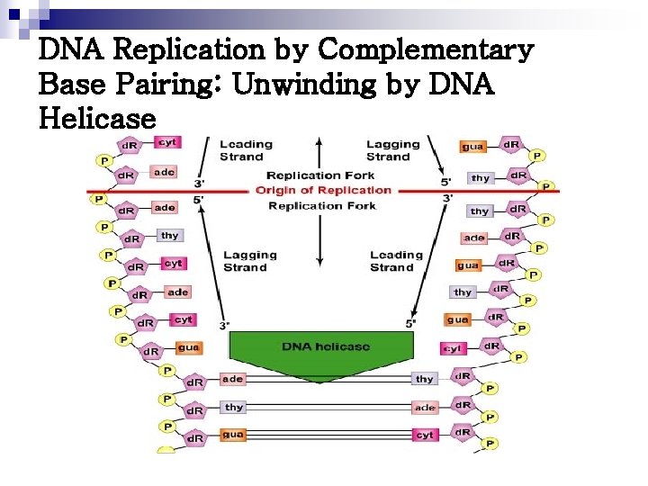 DNA Replication by Complementary Base Pairing: Unwinding by DNA Helicase 