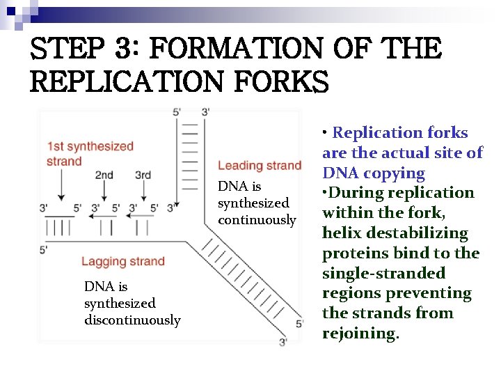 STEP 3: FORMATION OF THE REPLICATION FORKS DNA is synthesized continuously DNA is synthesized