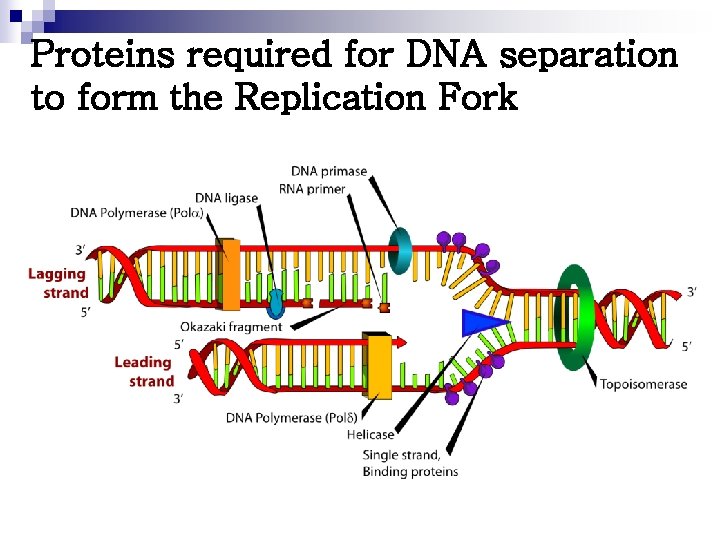 Proteins required for DNA separation to form the Replication Fork 
