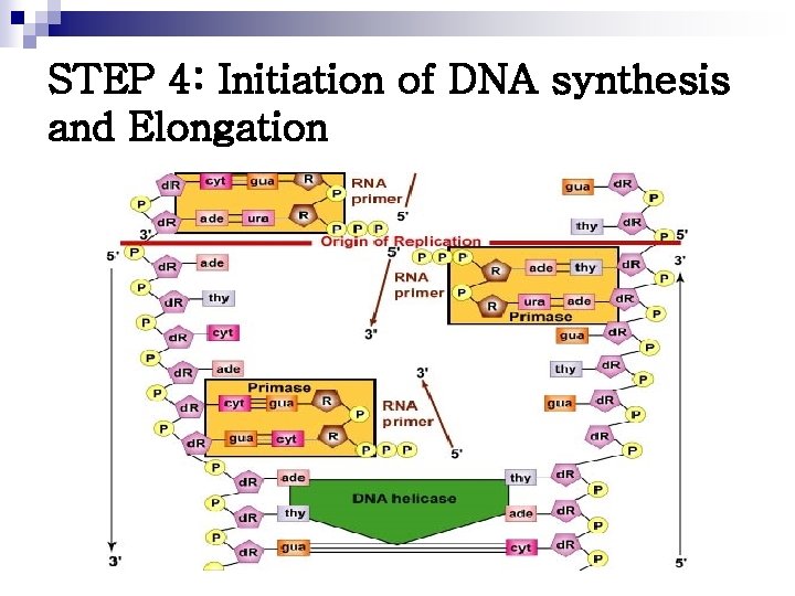 STEP 4: Initiation of DNA synthesis and Elongation 