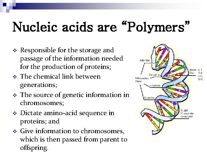 Nucleic acids are “Polymers” v v v Responsible for the storage and passage of