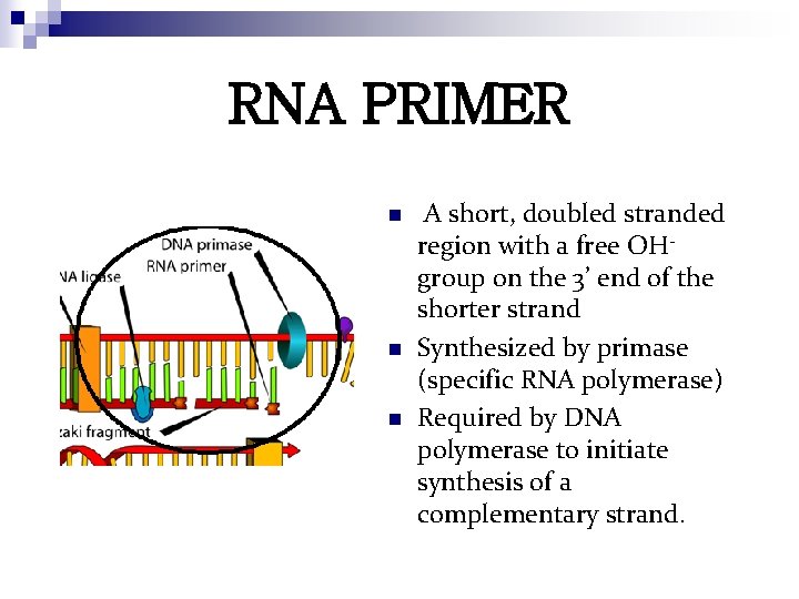 RNA PRIMER n n n A short, doubled stranded region with a free OHgroup