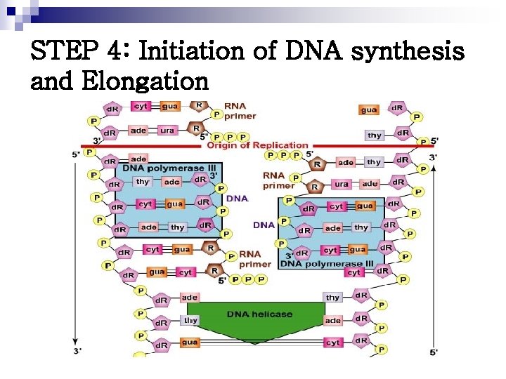 STEP 4: Initiation of DNA synthesis and Elongation 