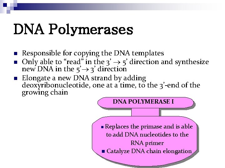 DNA Polymerases n n n Responsible for copying the DNA templates Only able to