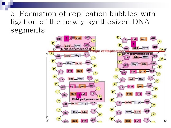 5. Formation of replication bubbles with ligation of the newly synthesized DNA segments 1