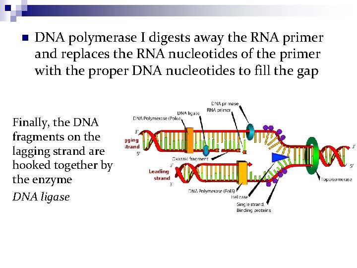 n DNA polymerase I digests away the RNA primer and replaces the RNA nucleotides