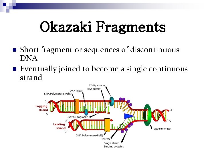 Okazaki Fragments n n Short fragment or sequences of discontinuous DNA Eventually joined to