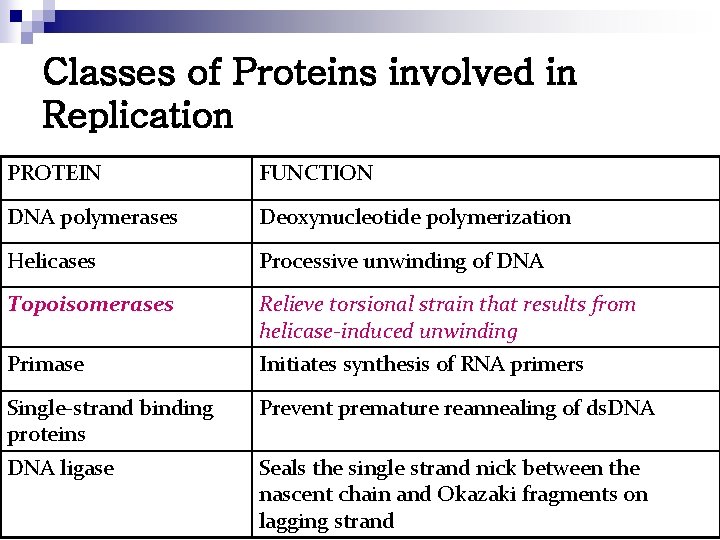 Classes of Proteins involved in Replication PROTEIN FUNCTION DNA polymerases Deoxynucleotide polymerization Helicases Processive