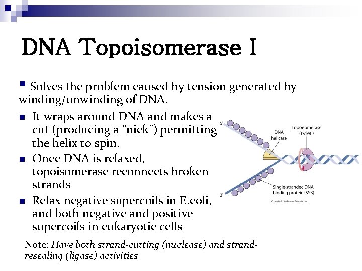 DNA Topoisomerase I § Solves the problem caused by tension generated by winding/unwinding of