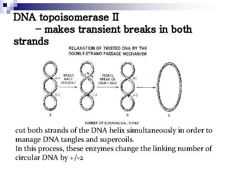 DNA topoisomerase II – makes transient breaks in both strands cut both strands of