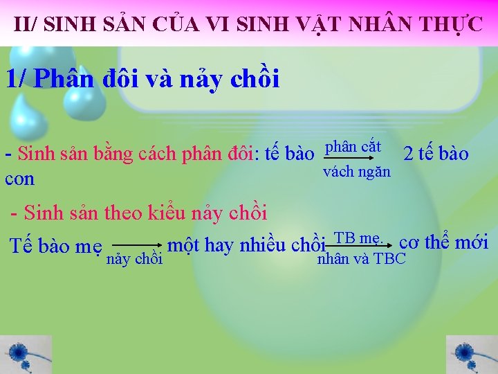 II/ SINH SẢN CỦA VI SINH VẬT NH N THỰC 1/ Phân đôi và