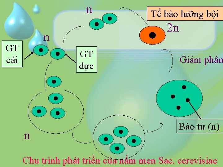 n 2 n n GT cái GT đực n Tế bào lưỡng bội Giảm