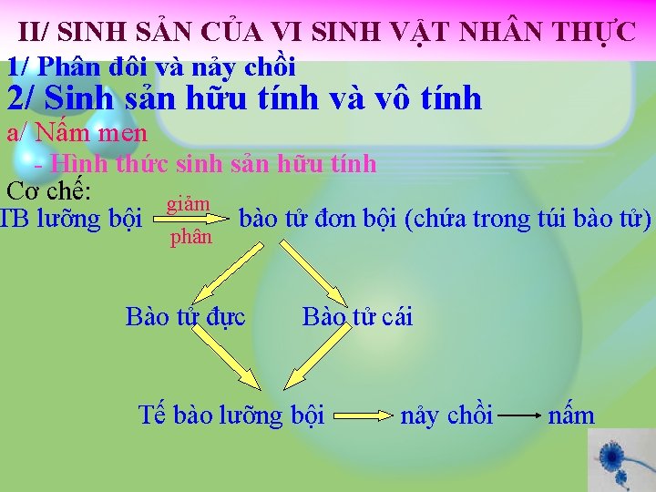 II/ SINH SẢN CỦA VI SINH VẬT NH N THỰC 1/ Phân đôi và
