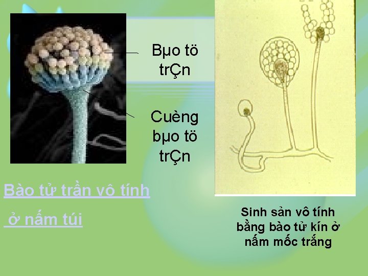 Bµo tö trÇn Cuèng bµo tö trÇn Bào tử trần vô tính ở nấm