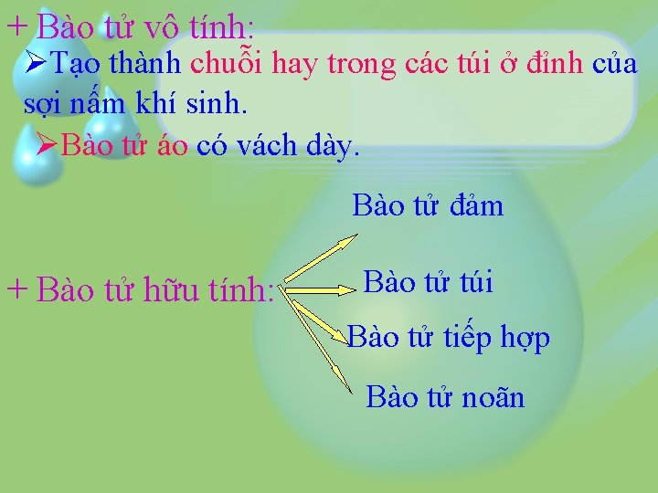 + Bào tử vô tính: ØTạo thành chuỗi hay trong các túi ở đỉnh