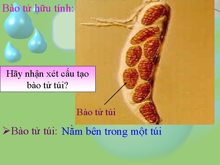 Bào tử hữu tính: Hãy nhận xét cấu tạo bào tử túi? Bào tử