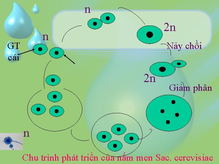 n 2 n n GT cái Nảy chồi 2 n Giảm phân n Chu