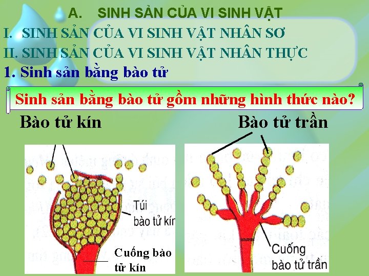 A. SINH SẢN CỦA VI SINH VẬT I. SINH SẢN CỦA VI SINH VẬT