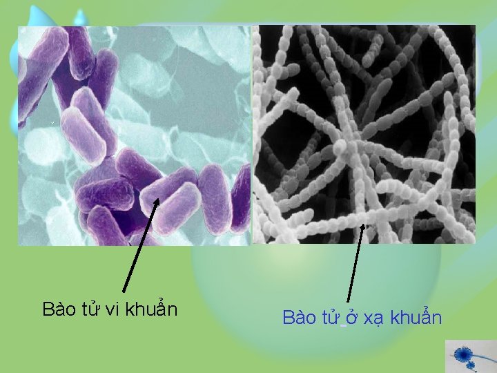 Bào tử vi khuẩn Bào tử ở xạ khuẩn 