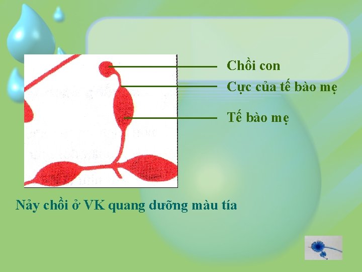 Chồi con Cực của tế bào mẹ Tế bào mẹ Nảy chồi ở VK